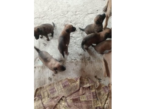 Son kalan belçika kurdu yavruları acele eden alır