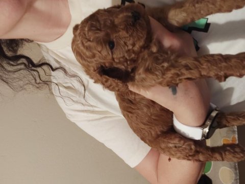 F2 kızıl kahve lekesiz erkek maltipoo