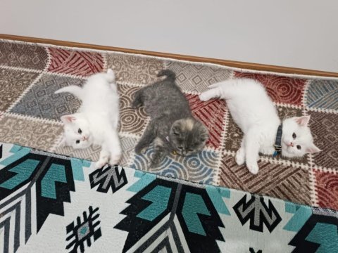 3 adet cins kedimiz
