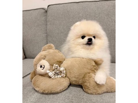 Erkek- dişi kar beyaz pomeranian yavrularımız
