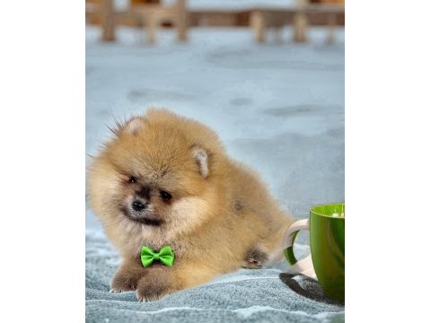 Show class pomeranian boo erkek yavru