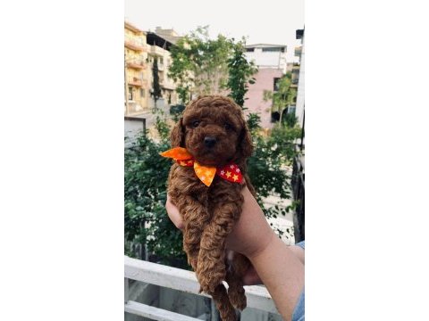 Ev ortamında kore poodle bebekler