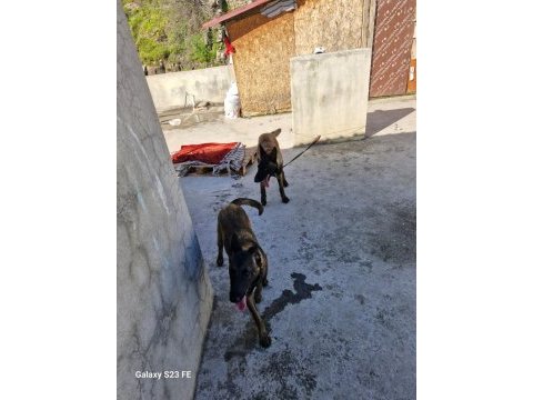 Orijinal cins belçika kurdu dişi ve erkek