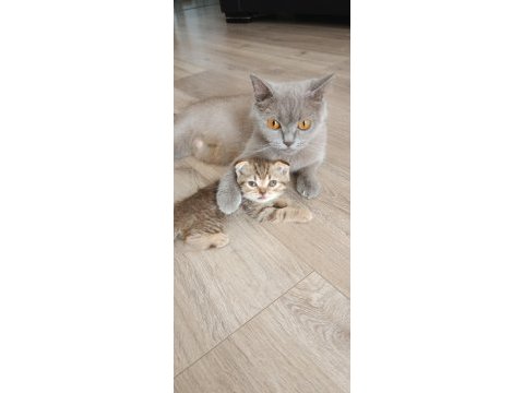 Scottish fold kızımız yeni yuvasına gitmeye hazır