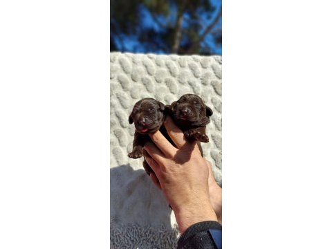 Çkolata labrador