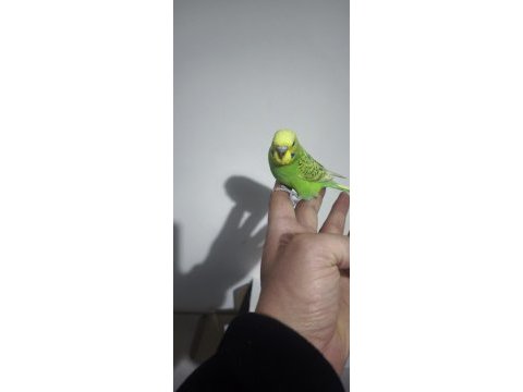 Yeni düşen bebek muhabbet kuşu yavrular