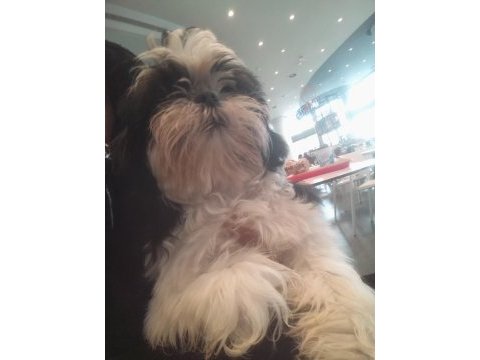 Şitsu köpeğim belladisi