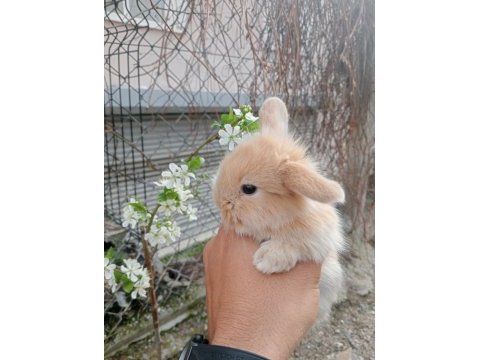 Hollanda lop tavşanı 1 aylık