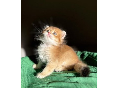 Mükemmel kalite golden ny11 british longhair