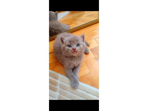 Gri lilac dişi erkek yavru kediler