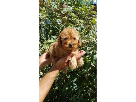 Red brown a kalite orjinal toy poodle yavrular