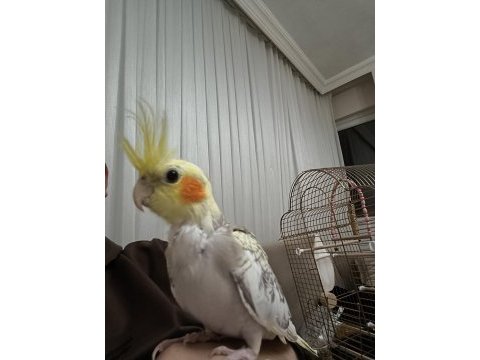 2 aylık elle beslemeli sultan papaganı