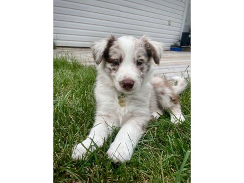 Safkan border collie yavrular