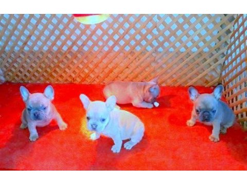 Exotic compac blue quad french bulldog yavrular izmir