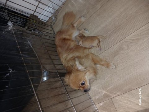 Pomeranian yavrularımız