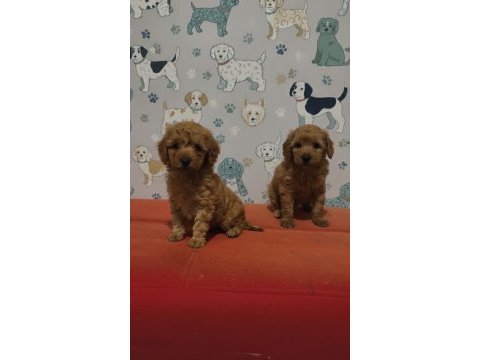 Toy poodle yavrular
