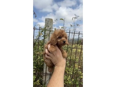 Dişi poodle uyguna