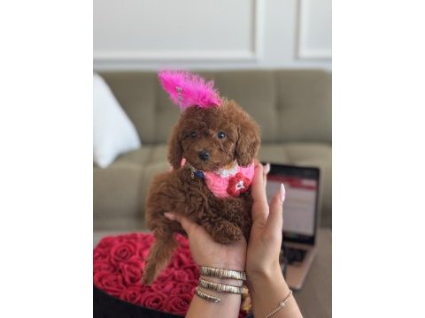 Süslü toy poodle bebeğim