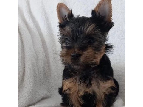 Safkan yorkshire terrier köpeği yavruları
