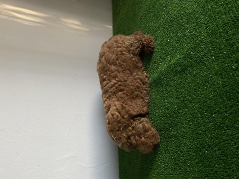 2.5 aylık poodle yeni ailesini bekliyor