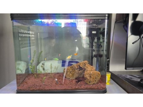 Uyguna 82 litre full ekipman akvaryum