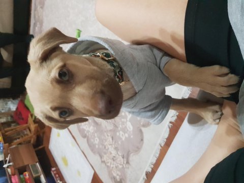 Fındık çok akıllı yavru köpeğimiz