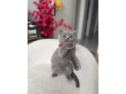 Orjinal british shorthair dişi