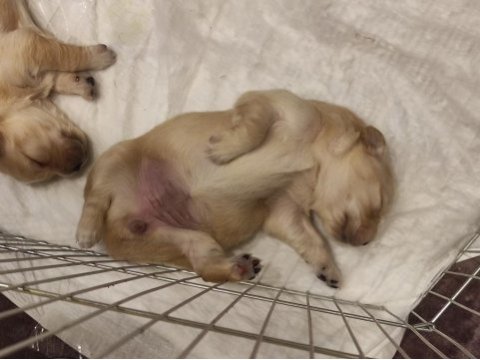 Orjinal ırk baby face golden retriever yavruları
