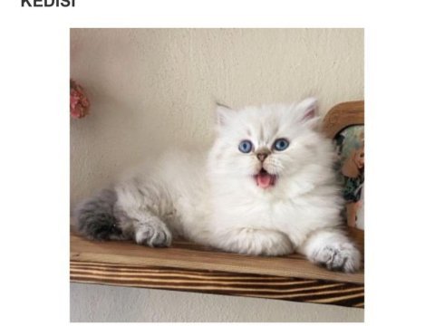 A kalite safkan chinchilla longhair kedim