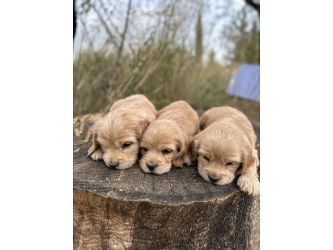 Safkan cocker köpekler