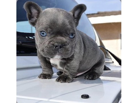 A kalite dişi erkek blue french bulldog yavrularımız
