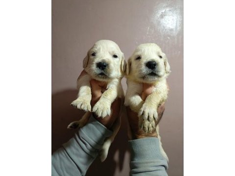 Orjinal golden retriever yavruları