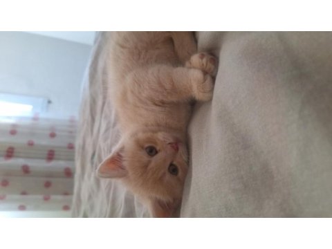 British shorthair yavru