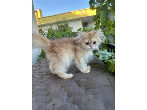 Golden british longhair