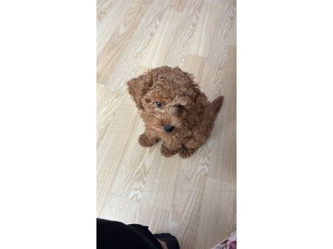 5 aylık poodle aşılar ve tuvalet eğitimi var