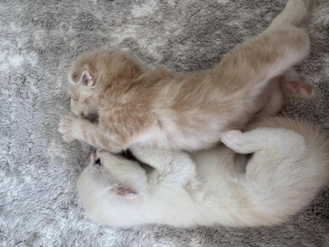 Sarı bebek scottish fold