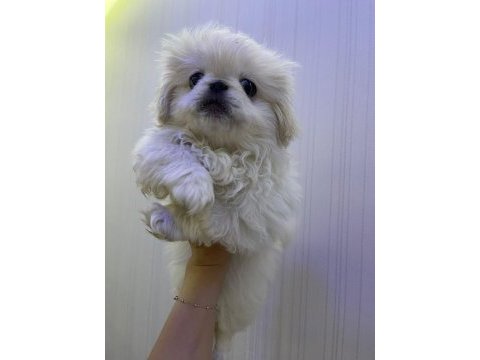 Pekinez köpeği yavrular