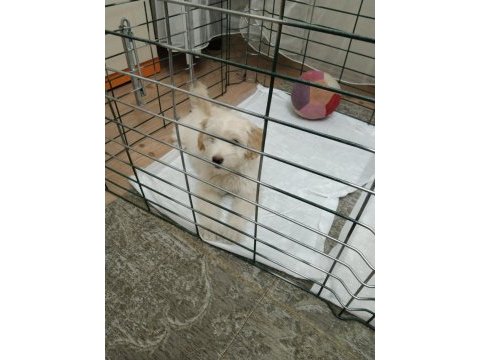 3,5 aylık terrier hayırlı olsun