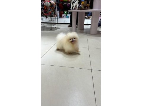 Yetişkin erkek pomeranian