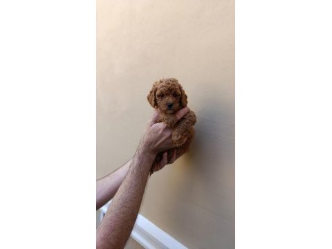 Kahve poodle