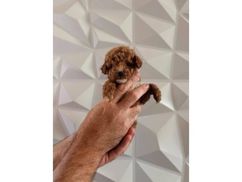 Toy poodle minik sekerler