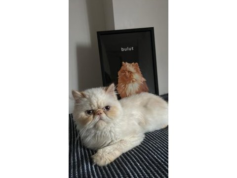 1 yaşında iran kedisi red hair persian