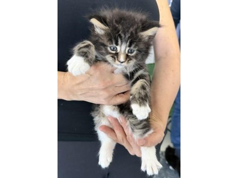 Maine coon kediler a kalite