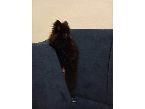 Pomeranian çiço yeni yuvasını arıyor