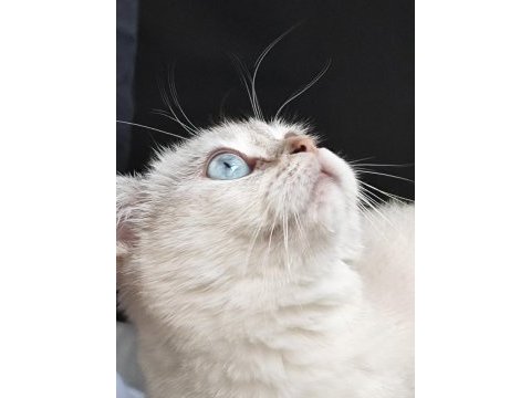 Çipli dişi british shorthair