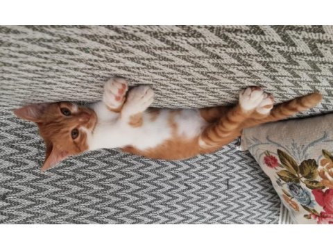 Mırmırcı oyuncu sakin süper kedimiz sarı