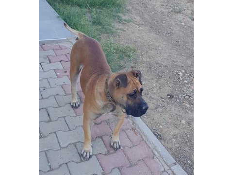 5 yaşında sakin kısır dişi çipli presa canario