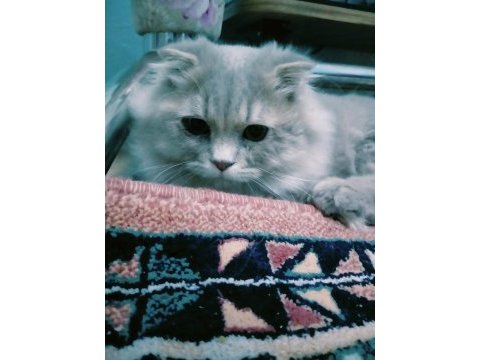 Scottish fold 7 aylık