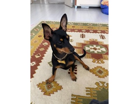Çiftleştirmek için oğluma dişi pinscher arıyorum
