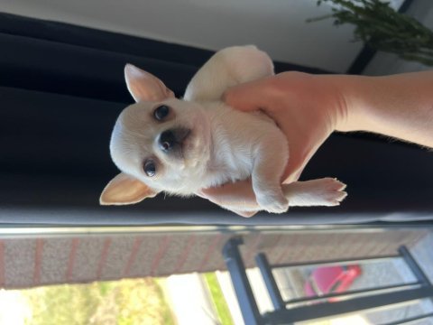 Ukrayna kan micro teacup şivava yavrular muhteşem anatomi